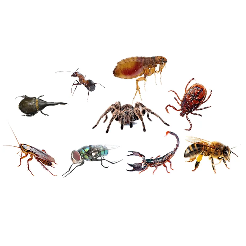 Baratas, formigas, aranhas, escorpiões e outros insetos combatidos na desinsetização