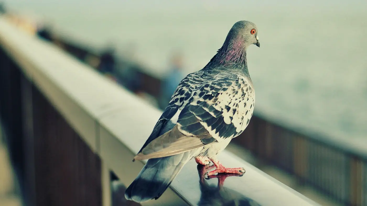 Pombo em beiral, alvo do controle integrado de pombos