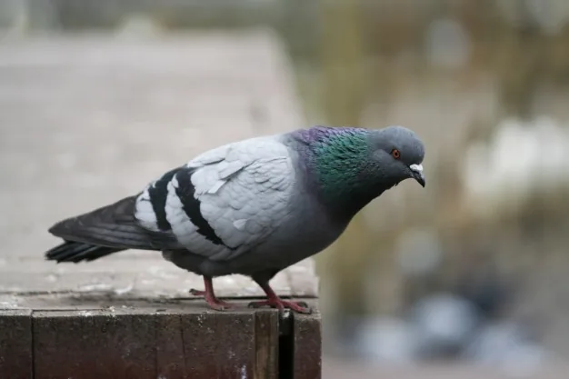 Pombo em beiral, alvo do controle integrado de pombos